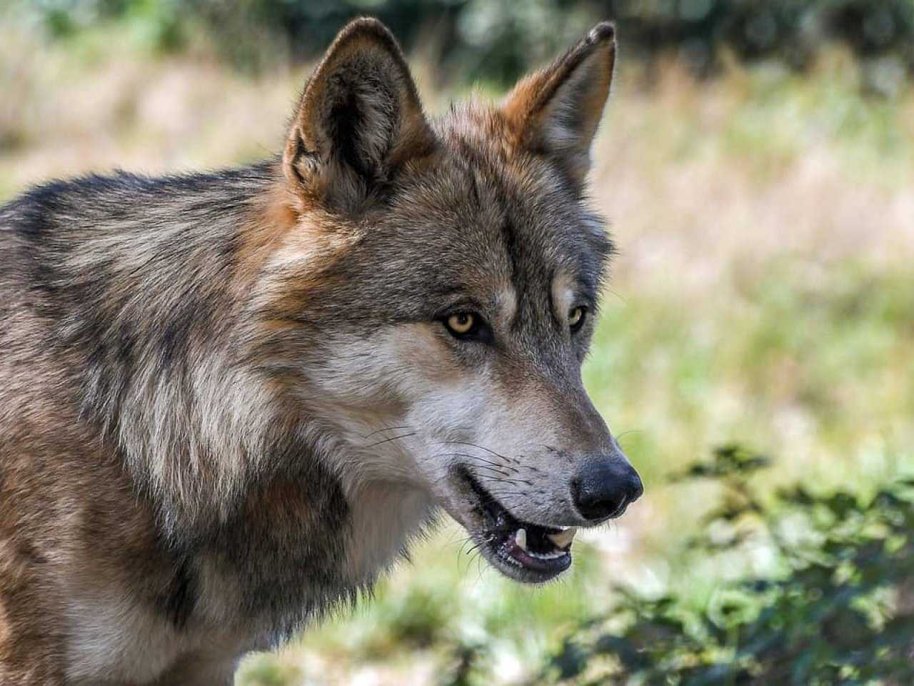 Wolf valt aan: Kind gebeten en gewond: "Hij kwam langs achteren